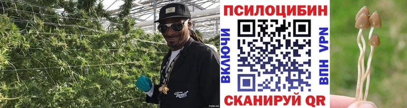 Галлюциногенные грибы Cubensis Дубовка